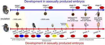 Distinct Gene Expression Patterns of Two Heat Shock Protein 70 Members During Development, Diapause, and Temperature Stress in the Freshwater Crustacean Daphnia magna